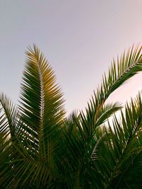 Low angle view of palm tree against sky