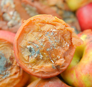 Close-up of bread