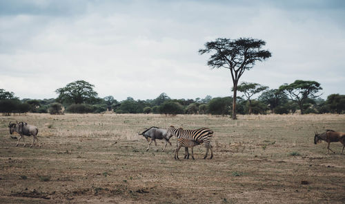 Horses grazing on field against sky