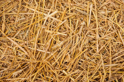 Full frame shot of hay in field