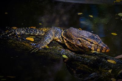 Close-up of turtle swimming in lake