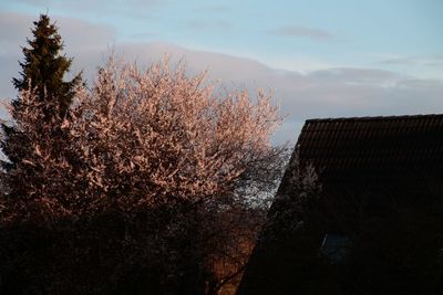 Tree growing by house against sky