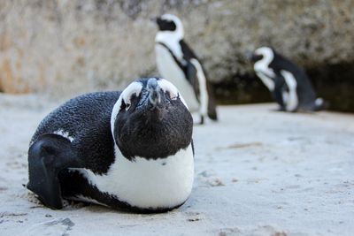 Close-up of penguin on land