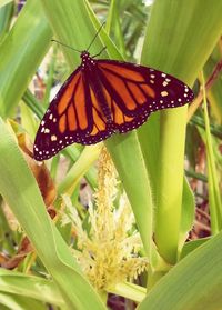 Close-up of butterfly on plant