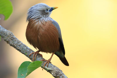 Close-up of bird perching on branch