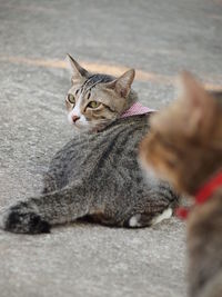 Cat looking away