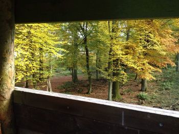 Trees in forest