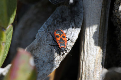 Close-up of ladybug on leaf