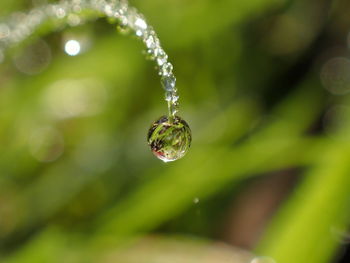 Close-up of water drops on plant