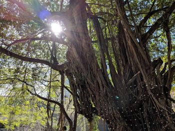 Low angle view of trees in forest