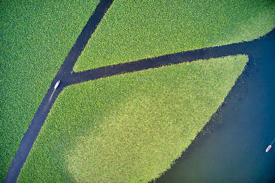 High angle view of plant on field by lake