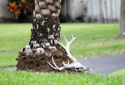 Close-up of a lizard on a field