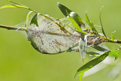 Close-up of plant