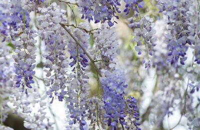 Close up of american wisteria wisteria frutescens hanging down