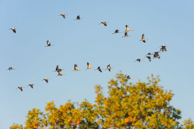 Low angle view of birds flying in sky