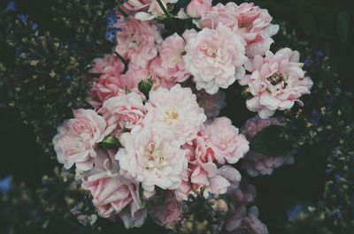 Close-up of pink flower
