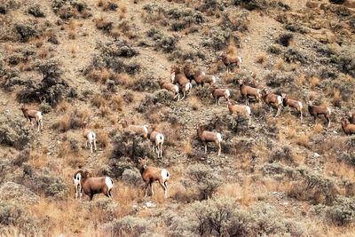 Flock of sheep grazing in a field