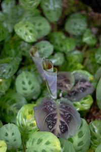 High angle view of vegetables on plant