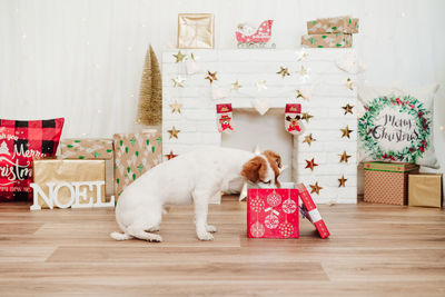 Funny jack russell dog smelling into presents red box over christmas decoration at home or studio. 