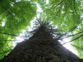 Low angle view of trees in forest