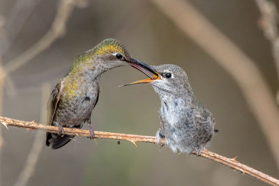 Close-up of bird perching on branch