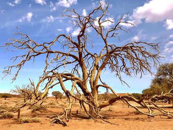 Bare tree in desert against sky