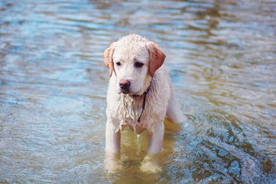 High angle view of wet labrador retriever in lake