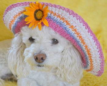 Close-up portrait of a dog
