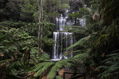 Scenic view of waterfall in forest