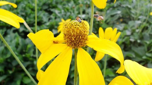 Close-up of honey bee on yellow flower