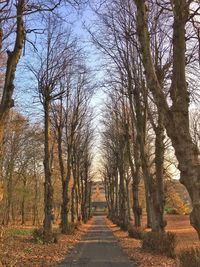 Road amidst trees and plants