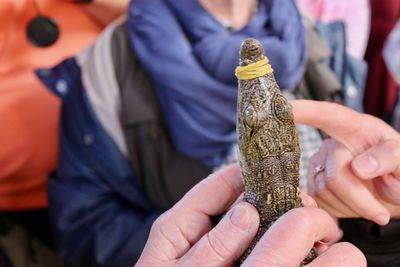 Cropped hands of person showing crocodile