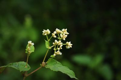 Close-up of white flowering plant