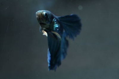 Close-up of blue siamese fighting fish swimming in aquarium