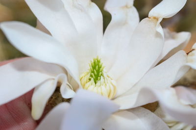 Close-up of white flowering plant