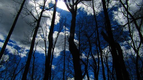 Low angle view of trees in forest against sky