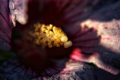 Close-up of flowers