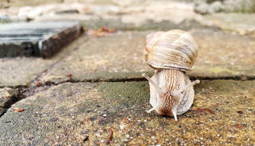 Close-up of snail on land