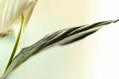 Close-up of white flower