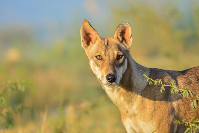 Close-up portrait of wild dog