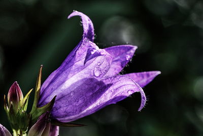 Close-up of purple flower blooming outdoors