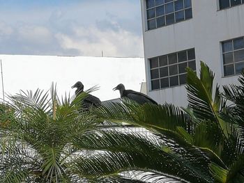 Low angle view of palm tree against sky