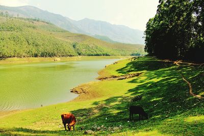 Scenic view of grassy field