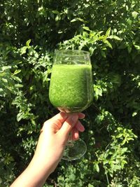Midsection of person holding fruit on plant