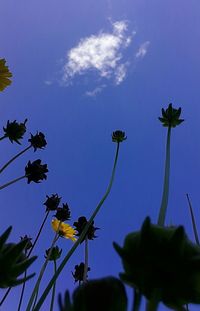 Low angle view of plants against blue sky