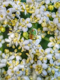 Close-up of insect on white flowering plant