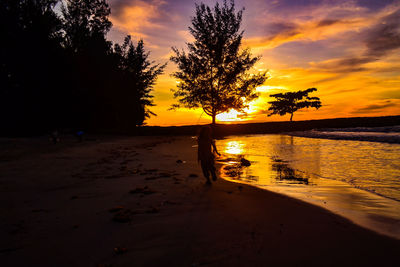 Silhouette trees on beach against sky during sunset