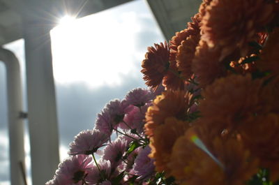 Close-up of pink flowers