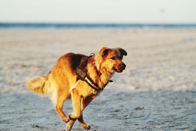 Dog standing on beach