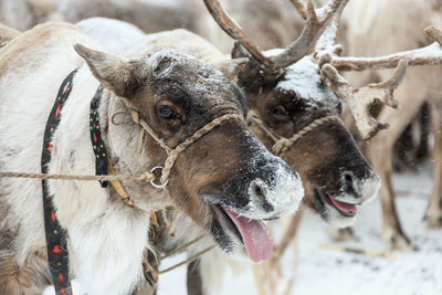 Close-up of reindeers on snow covered field
